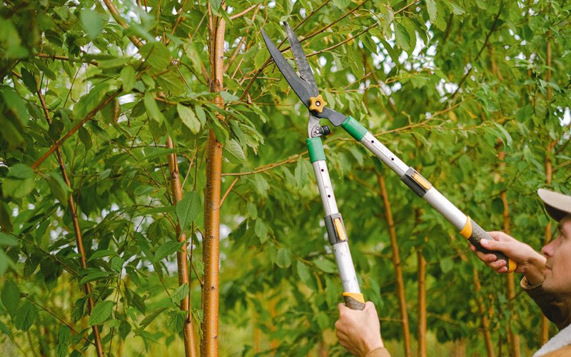Tree trimming in Benedict, ND