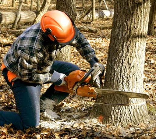 Tree Removal in Benedict, ND